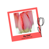 Big Chief Darwin Hybrid Tulip Bulbs