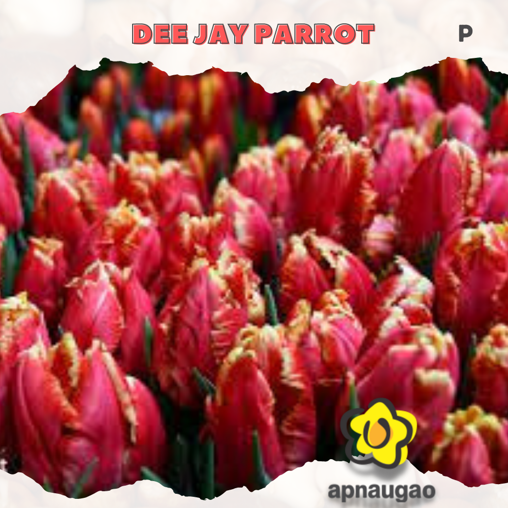 DEEJAY PARROT |  Min. Qty - 10 Pieces