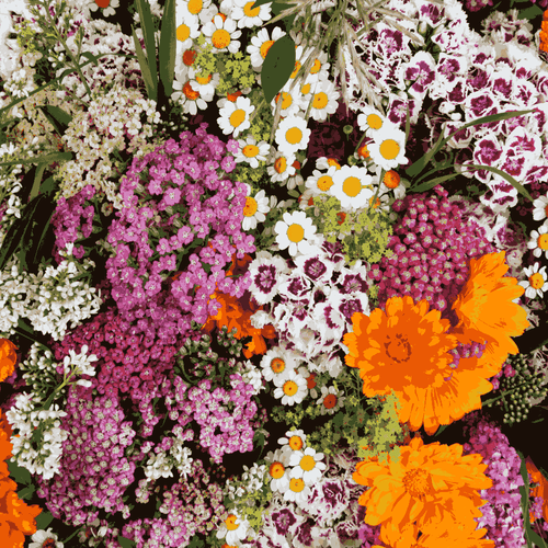 Dianthus F1 Hybrid Mix Seeds – Fragrant, Colorful Blooms