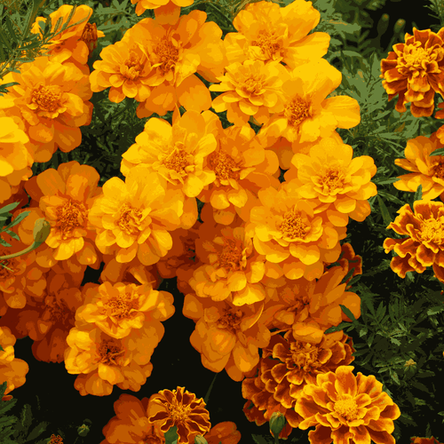 French Marigold Mix Hybrid Seeds – Compact, Colorful Blooms