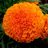 Marigold Americana Seeds