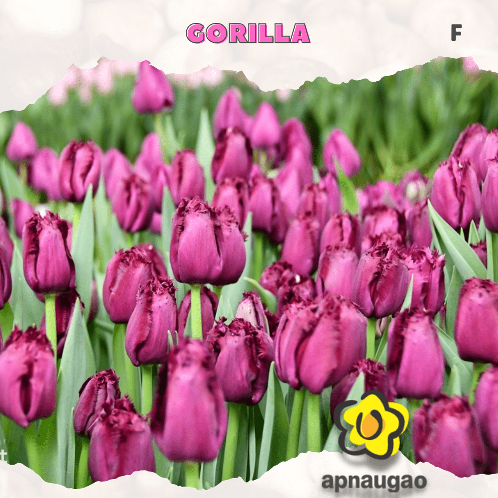 GORILLA | Min. Qty - 10 Pieces - Apnaugao