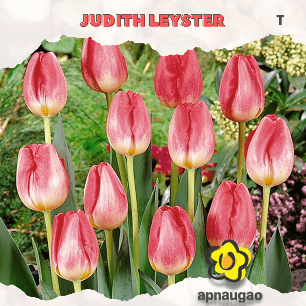 JUDITH LEYSTER | Min. Qty - 10 Pieces - Apnaugao