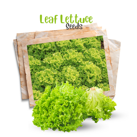 Leaf Lettuce Seeds