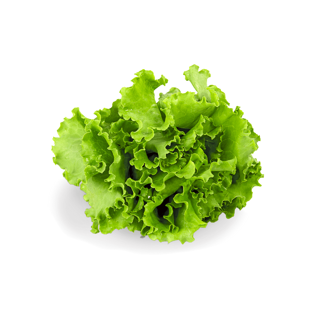 Buttercrunch Lettuce Seeds - Apnaugao