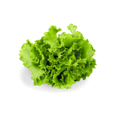Buttercrunch Lettuce Seeds