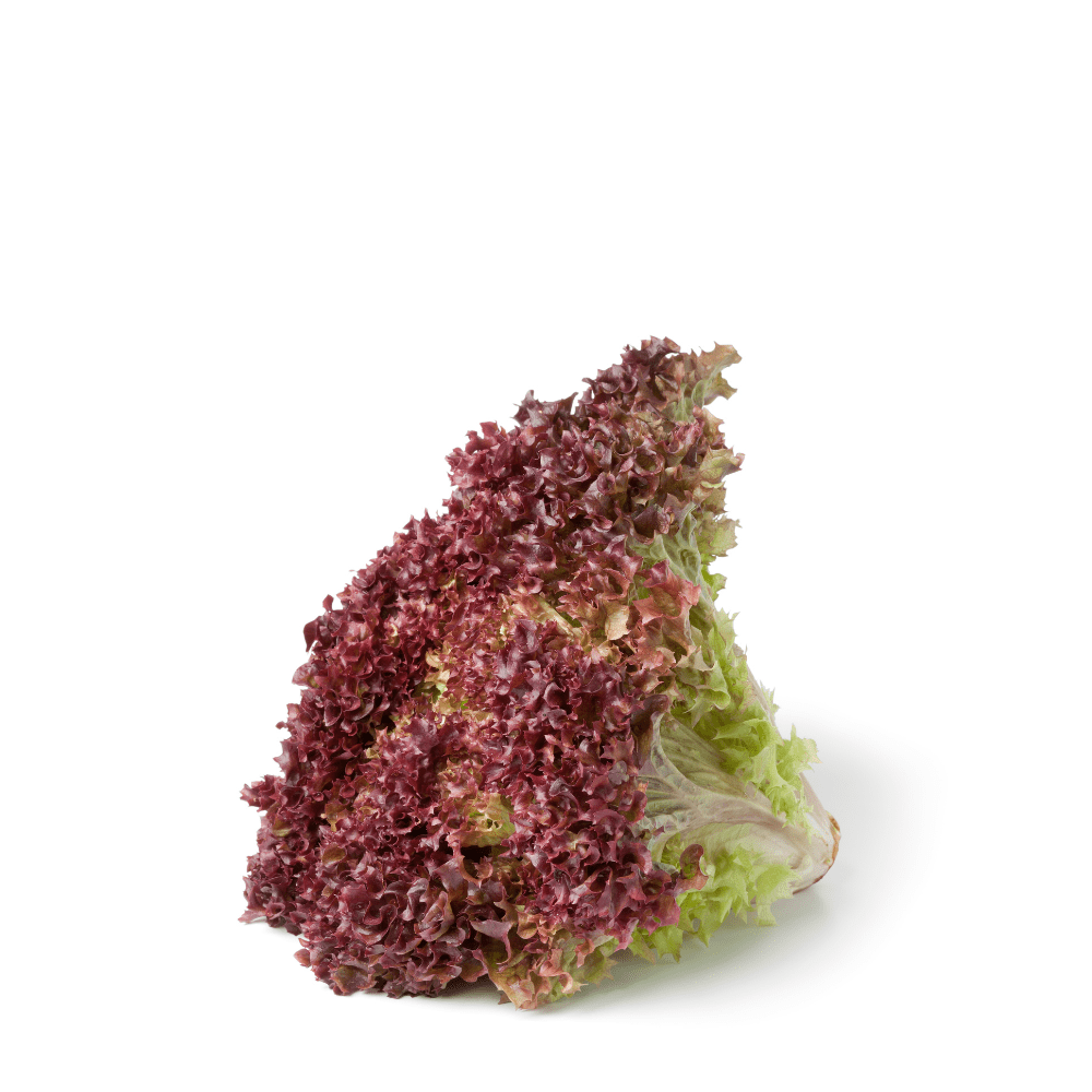 Lollo Rouge Lollo Rossa Lettuce Seeds in Pakistan – Red Curly Salad Leaves