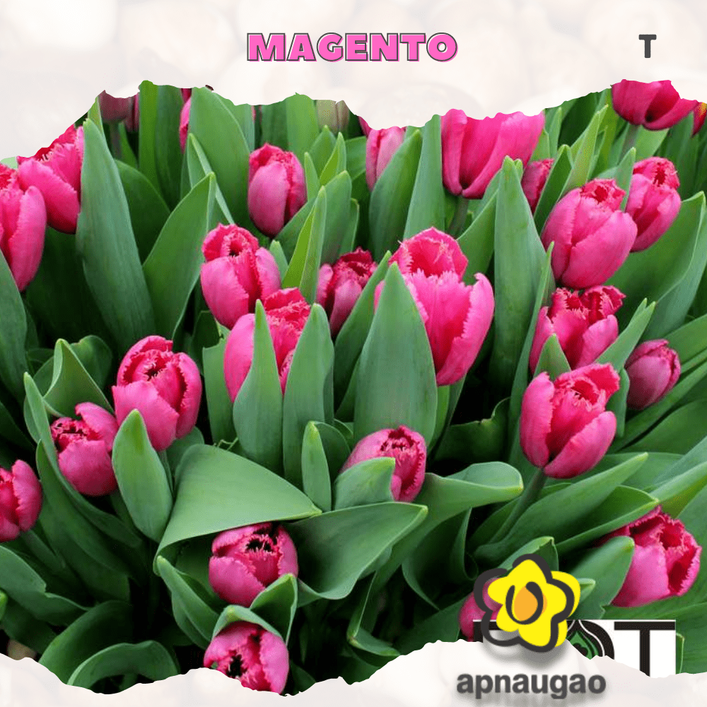 MAGENTO | Min. Qty - 10 Pieces - Apnaugao