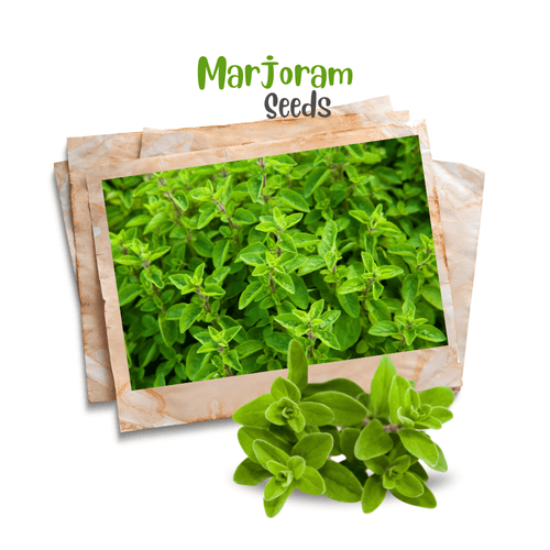 Sweet Marjoram (Oregano) Seeds – Fragrant Culinary Herb