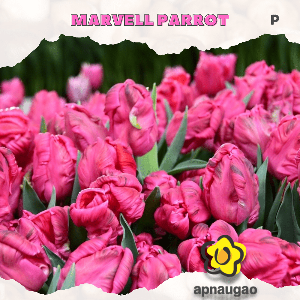 MARVEL PARROT | Min. Qty - 10 Pieces - Apnaugao