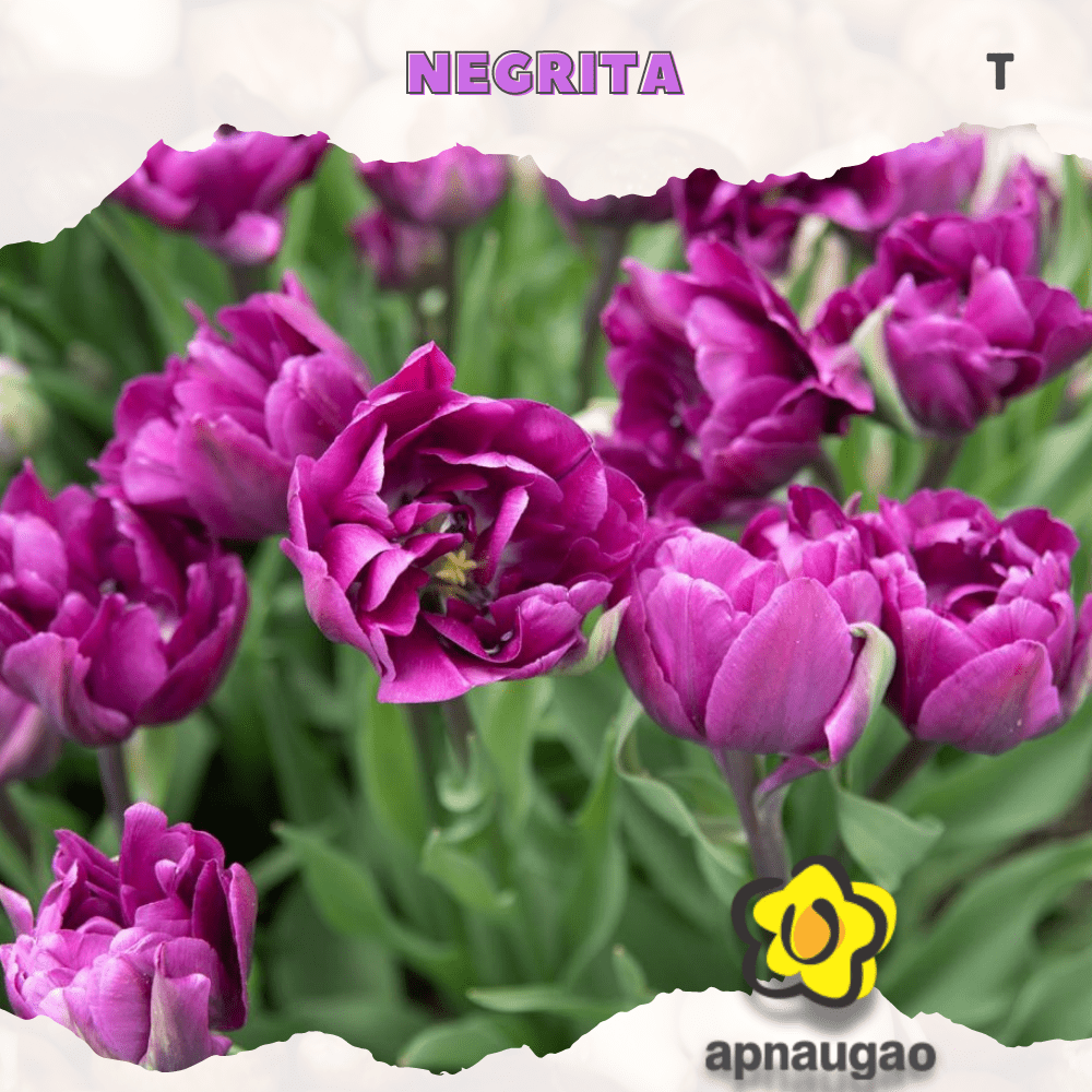 NEGRITA | Min. Qty - 10 Pieces - Apnaugao