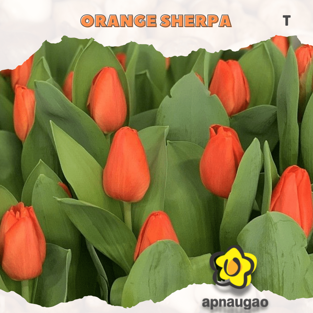 ORANGE SHERPA | Min. Qty - 10 Pieces - Apnaugao