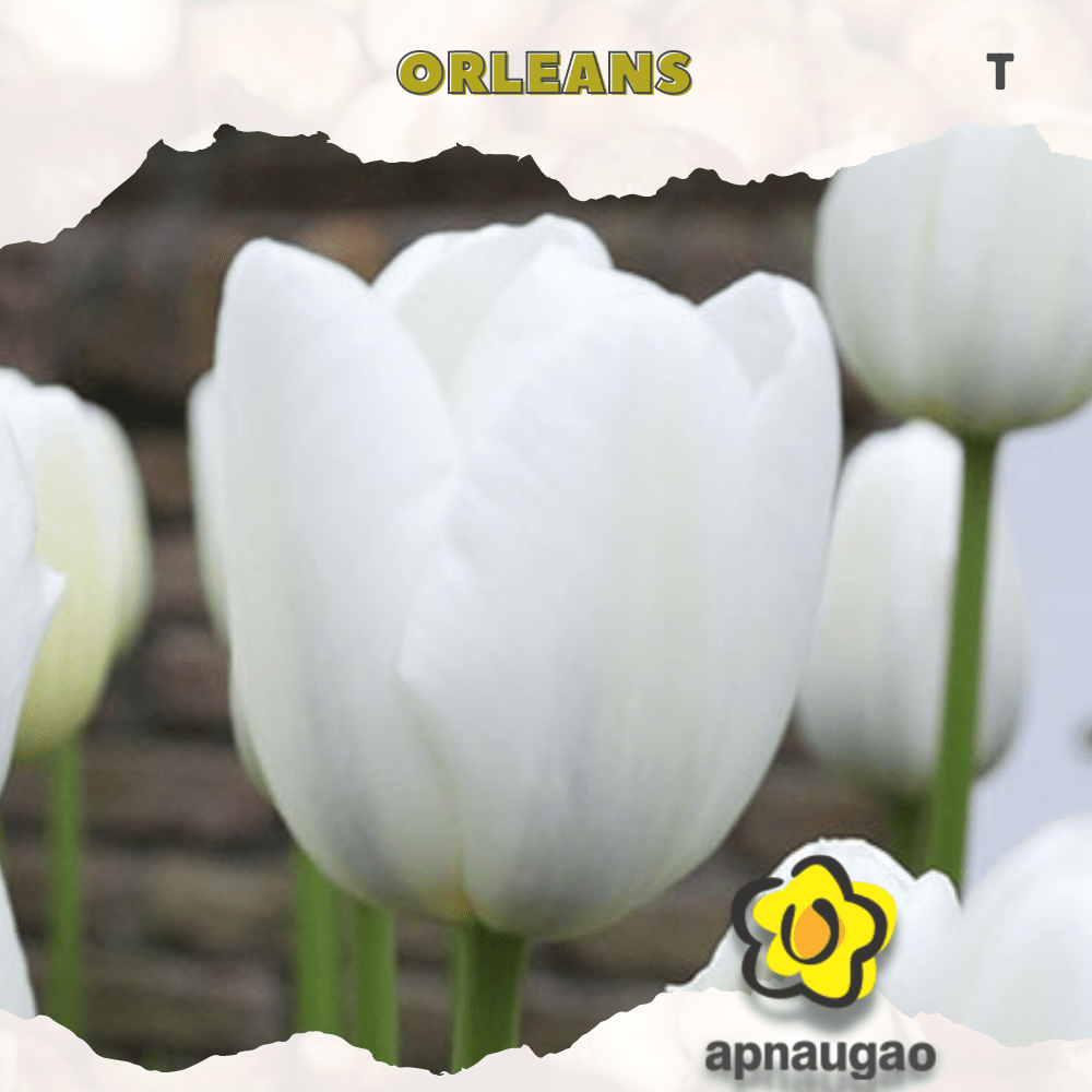 ORLEANS | Min. Qty - 10 Pieces - Apnaugao