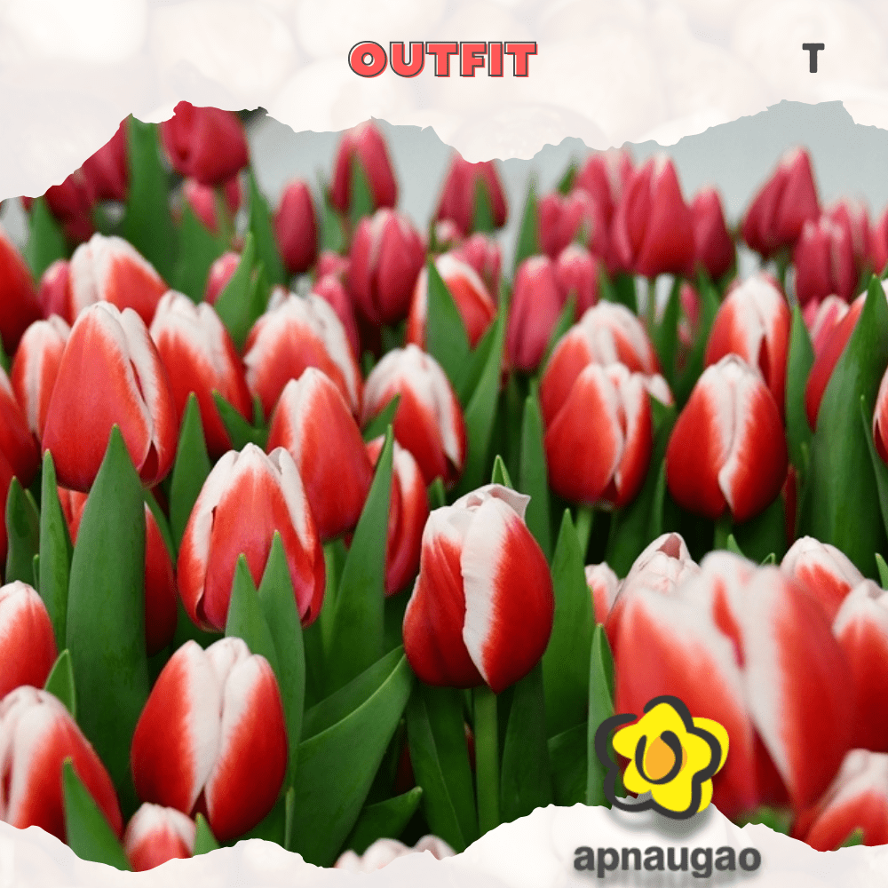 OUTFIT | Min. Qty - 10 Pieces - Apnaugao