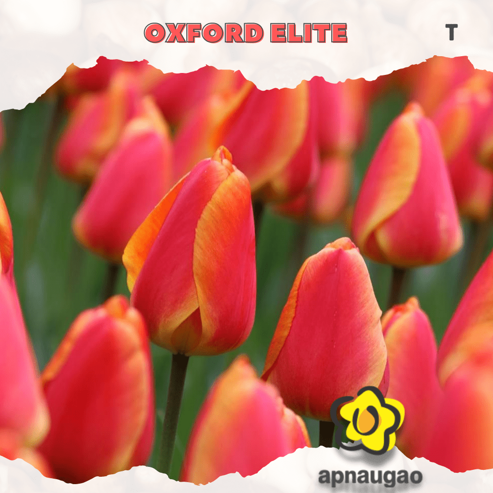 OXFORD ELITE | Min. Qty - 10 Pieces - Apnaugao
