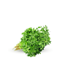 Fenugreek ( Qasuri Methi ) OP Seeds - Apnaugao