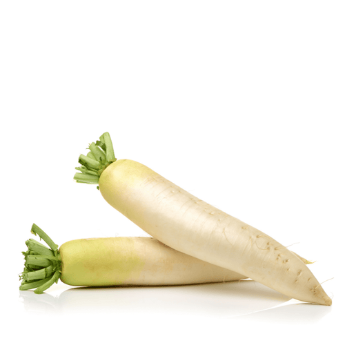 Heirloom White Radish (Mooli) Seeds – Crisp & Fast-Growing, Non-GMO