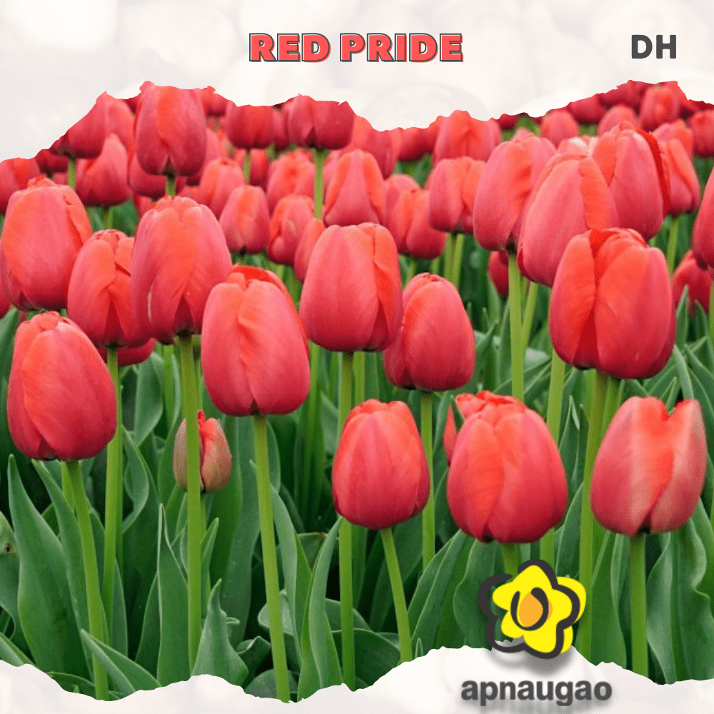 RED PRIDE | Min. Qty - 10 Pieces - Apnaugao