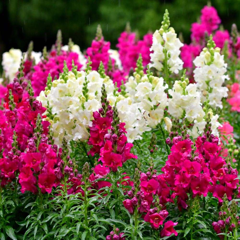 ANTIRRHINUM