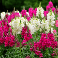 Snapdragon Double F1 Hybrid Mix Seeds - Apnaugao