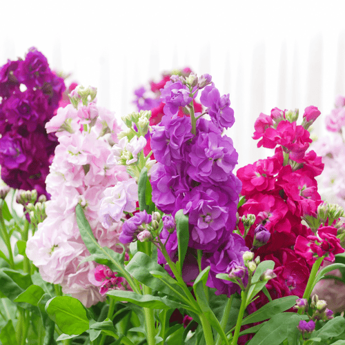 Matthiola (Stock) Double F1 Hybrid Mix Seeds – Fragrant Cut Flower