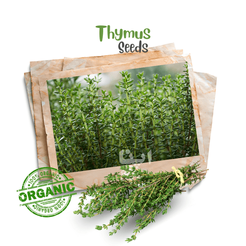 Organic Thyme Seeds – Fragrant Culinary